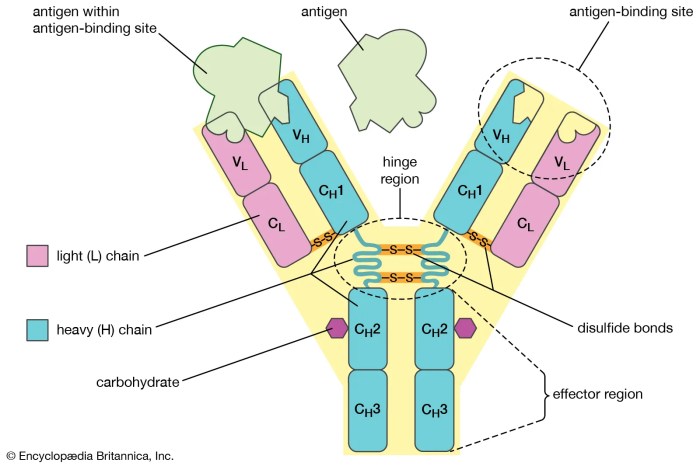 Antigen antibody between differences vs